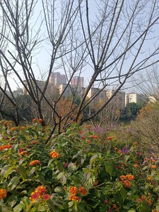 冬日城郊花丛与远处建筑