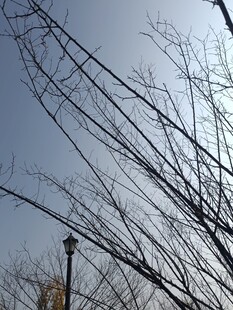 冬日树枝与天空景象