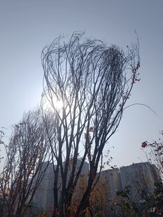 冬日枯树映于晴朗天空