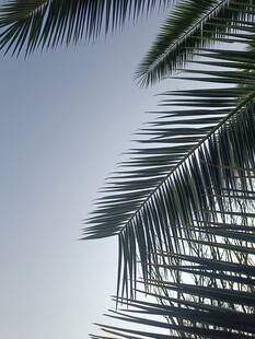 仰视下的棕榈树叶