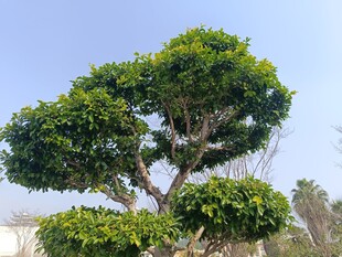 造型独特的景观树