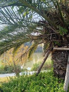 棕榈树下的绿植景观