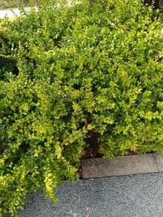 翠绿繁茂的灌木景观