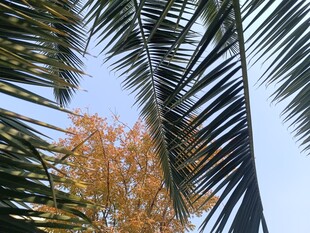棕榈树间的秋日树梢