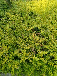 翠绿繁茂的爬藤植物景观