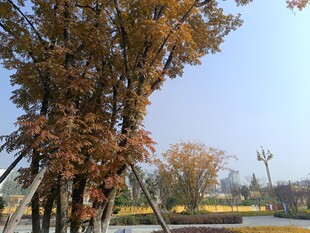 秋日公园树木景致