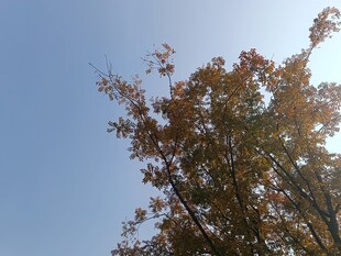 秋日树梢映蓝天