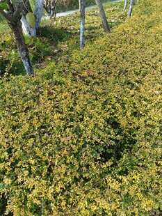 金黄繁茂的地面绿植景观