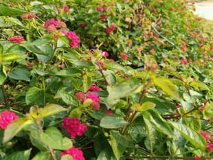 繁花绿叶的美丽植物景观