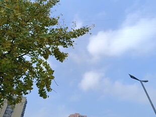 蓝天绿树旁的路灯