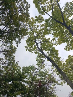 仰视茂密树林树冠