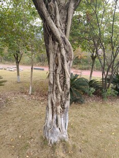 扭曲树干的独特景观