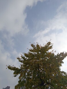 蓝天绿树的清新景致