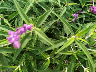 紫色小花与绿叶植物