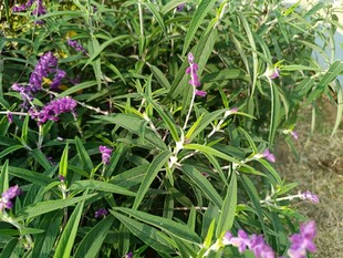 紫色花卉植物特写