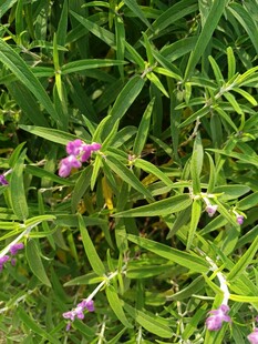 绿叶丛中的紫色小花