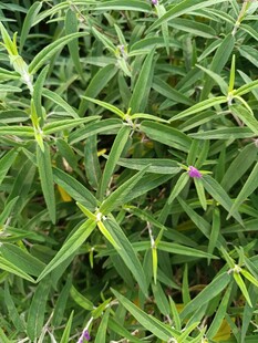 翠绿细长叶片的植物