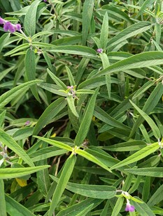 绿叶丛中的紫色小花