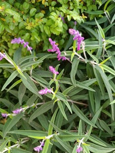 紫色穗状小花植物特写