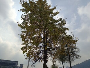 秋日挺拔银杏树