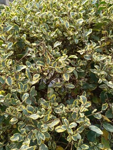 黄绿相间的斑斓灌木丛