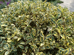 金边黄杨绿植特写