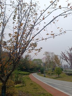 雾中公园小路与树木