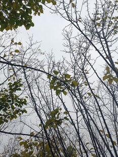 秋日树林枝干与稀疏树叶