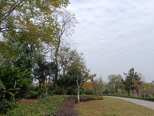 秋日公园林间小道景色