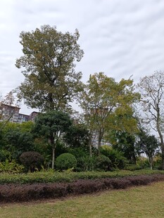 户外绿意盎然的园林景观