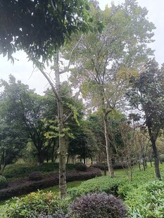 城市中的静谧绿植景观