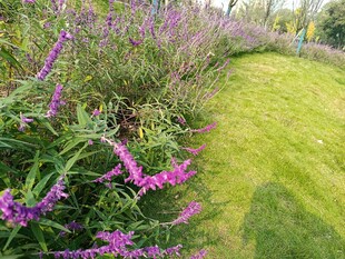 紫色花丛旁的翠绿草地