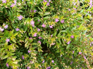 绿叶丛中的紫色小花