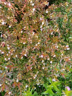 多彩花卉植物景观