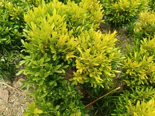 翠绿繁茂的灌木丛景观