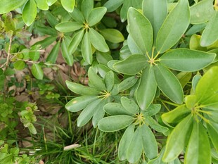 翠绿掌状叶片植物特写