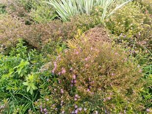 多彩繁茂的植物景观