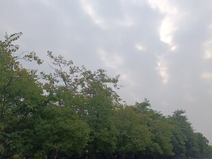 绿树映天的自然景致