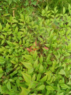 翠绿繁茂的植物景观