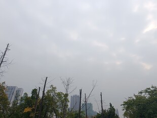 阴天城市绿植景观