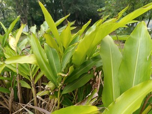 翠绿繁茂的热带植物