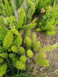 翠绿仙人掌植物特写