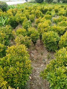 绿意盎然的整齐绿植田