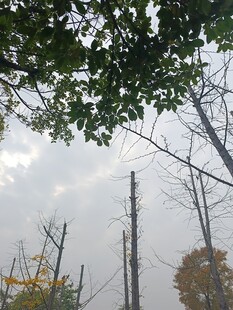 秋日树林中的电线杆景象