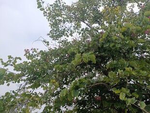 绿叶繁茂的树木