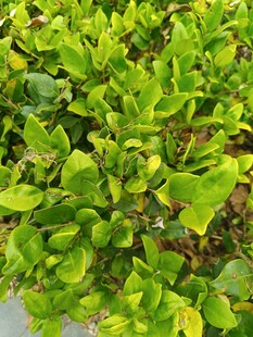 嫩绿生机勃勃的绿叶植物