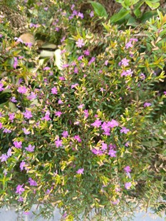 紫色小花丛绽放生机