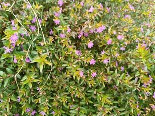 繁茂紫色野花绿植景观