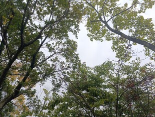 仰视茂密树林枝叶