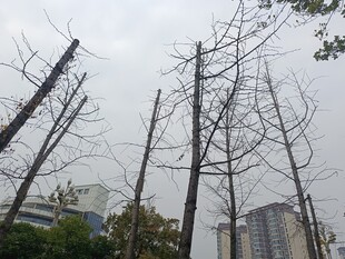 枯树挺立城市中